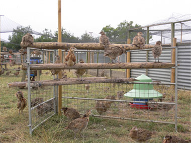 rearing of high quality, healthy and competitively priced game birds
